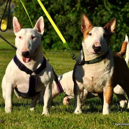 two Bull Terrier standing on the grass at the park