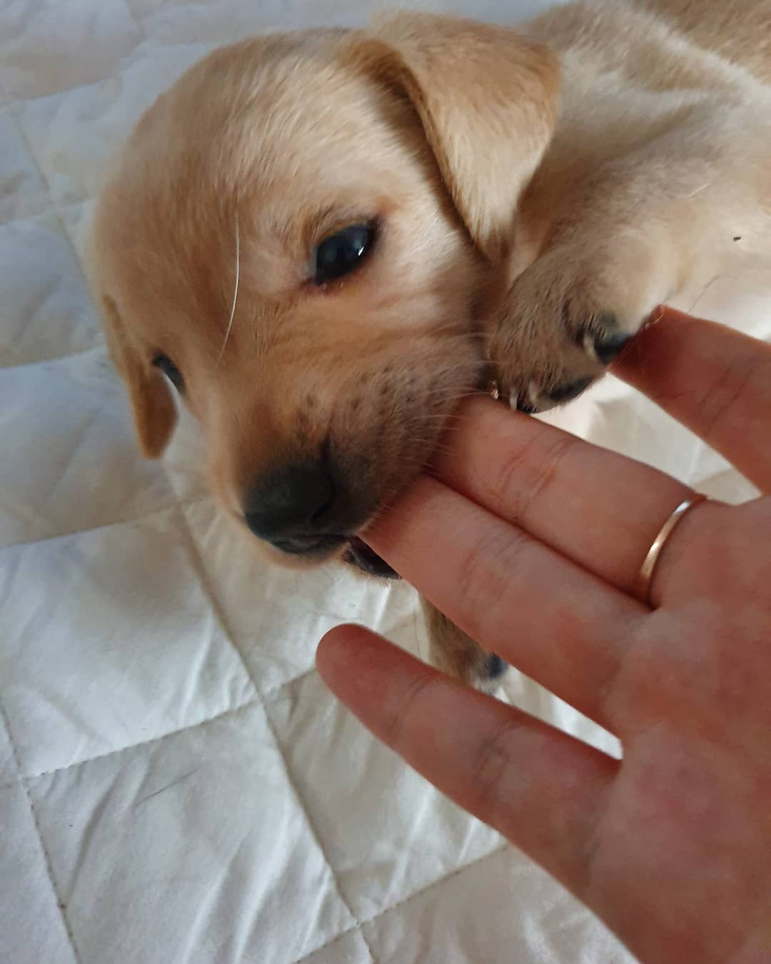 A yellow Labrador puppy biting the hand of a woman