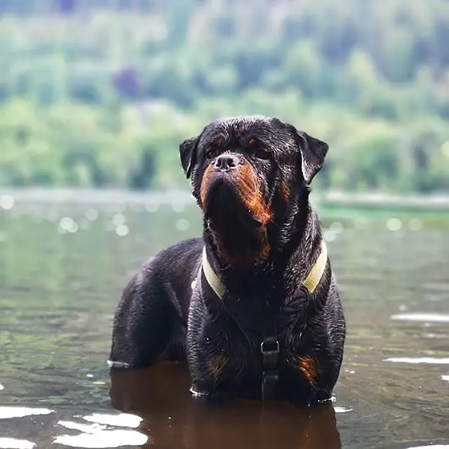 A Rottweiler in the lake
