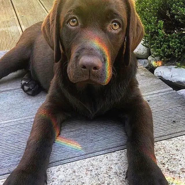 a chocolate brown Labrador lying on the pavement with its sad face