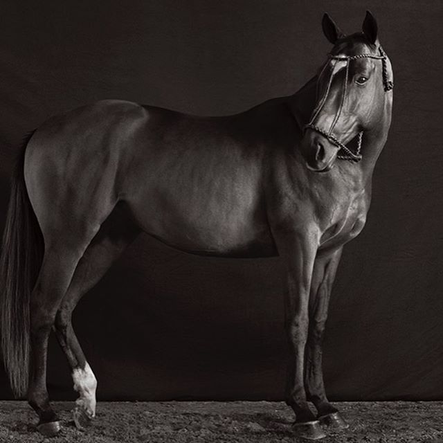 black and white photo of a horse