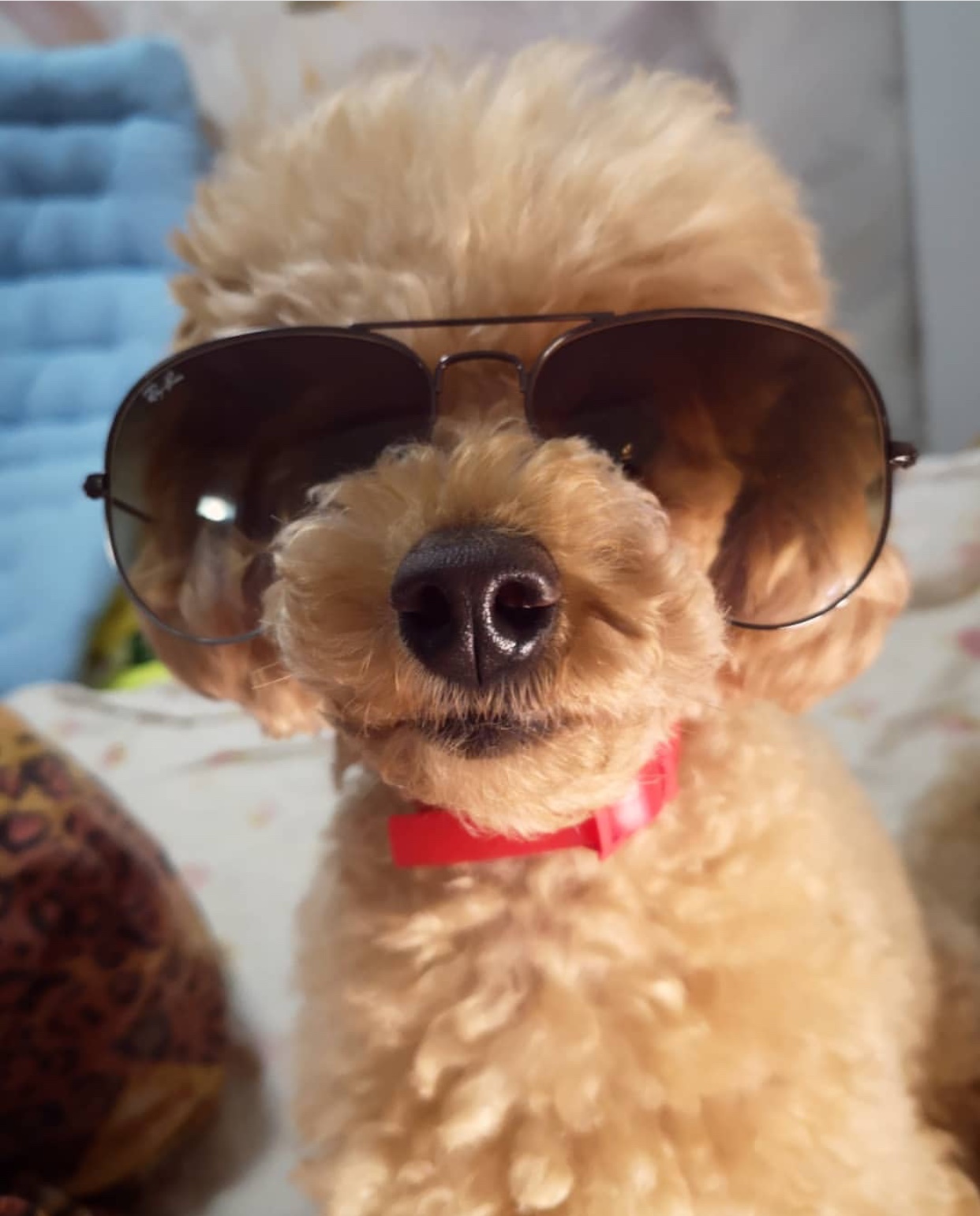 A Poodle puppy wearing sunglasses while sitting on the bed
