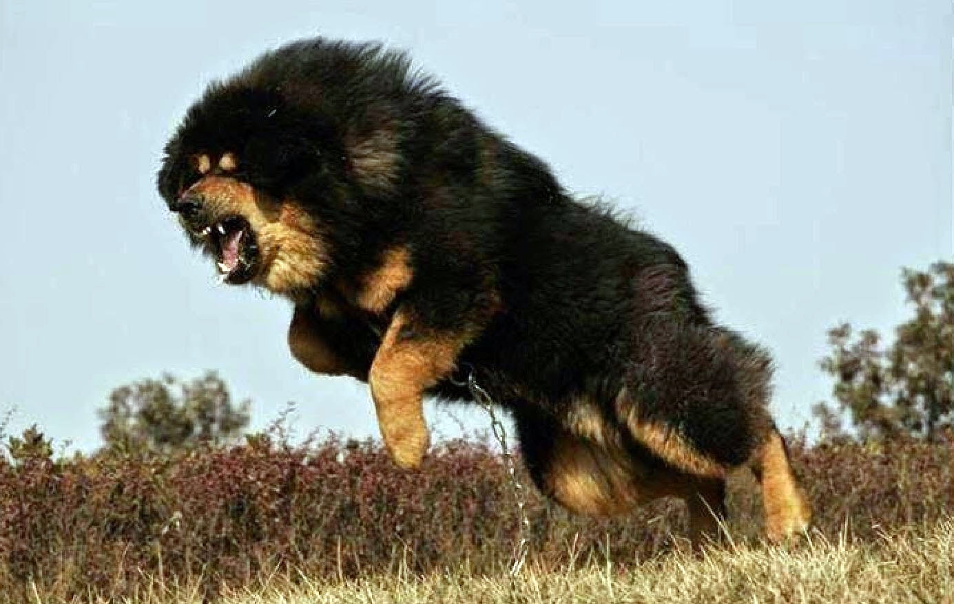 Tibetan Mastiff dog attacking