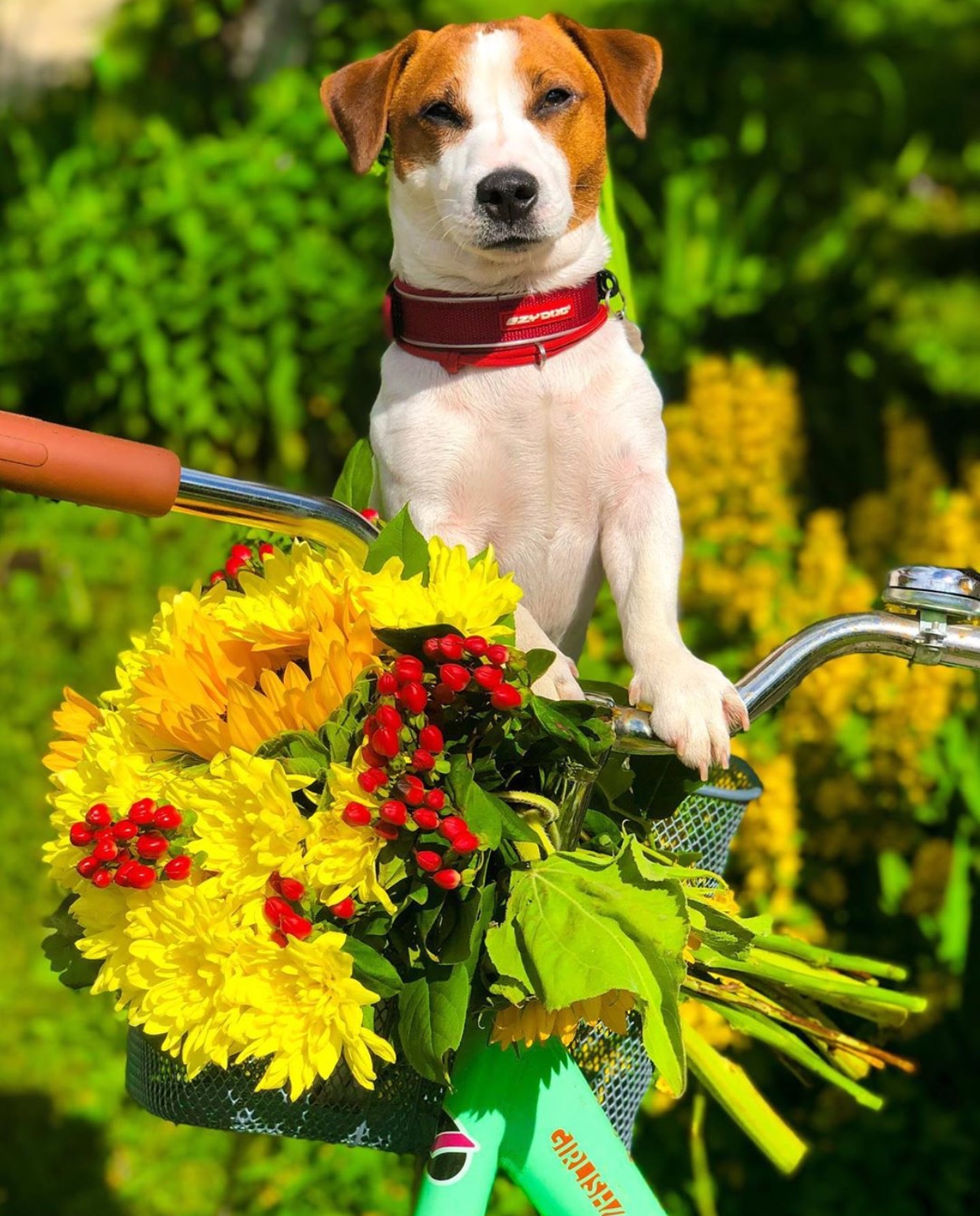 Jack Russell Terrier sitting on a basket with a bunch of picked flowers connected to the bike