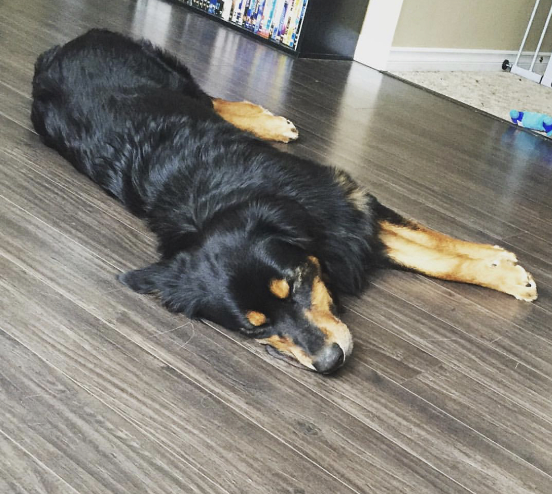 Golden Rottweiler lying down on the floor sleeping