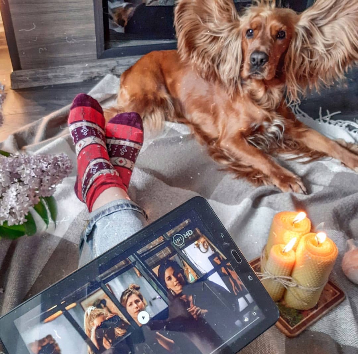 a woman with a tablet sitting on the blanket on the floor with a Cocker Spaniel lying in front of her with its ears spread out