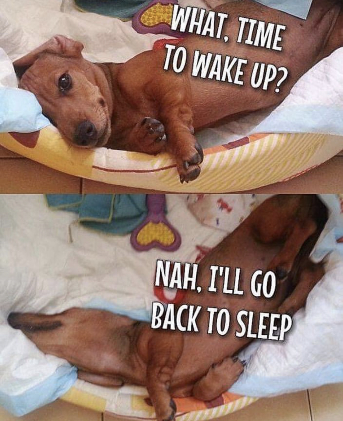A lazy Dachshund lying on its bed photo with text - What time to wake up? Nah, I'll go back to sleep