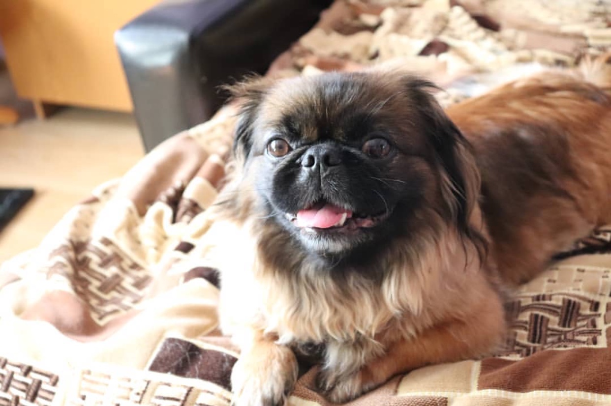 A Pekingese lying on the bed while smiling