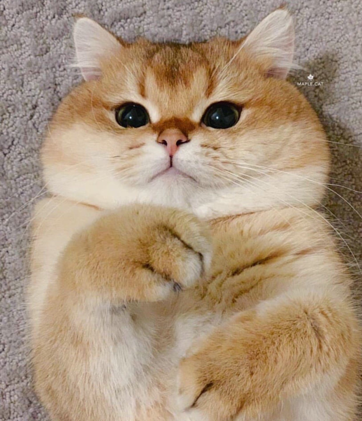 ginger Maine Coon Cat lying on its back on the floor with its chubby cheeks