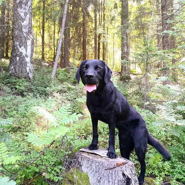 A black Labrador standing up on the wooden chopped tree in the forest