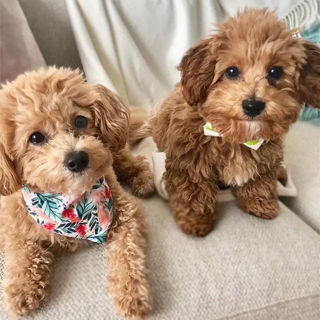 two apricot Poodle puppies sitting on the couch