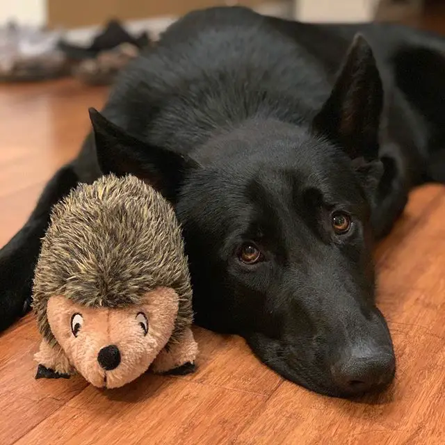 black German Shepherd lying down on the floor with a hedgehog stuffed toy beside his face