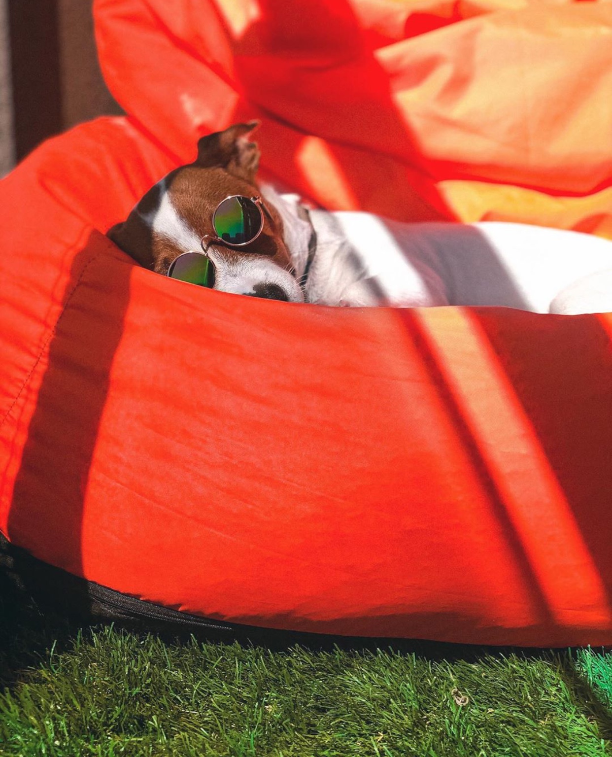Jack Russell Terrier lying in a red inflatable chair while wearing sunglasses under the sun