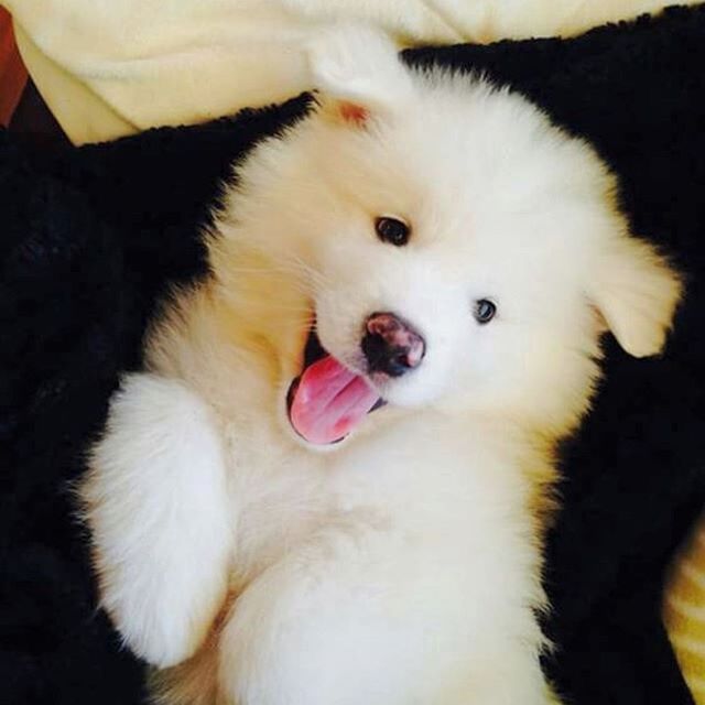 happy Samoyed lying on a person's lap