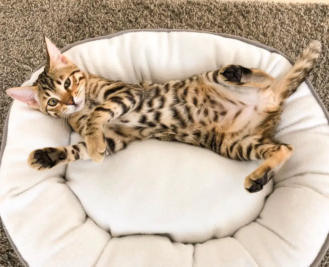 Bengal Cat lying on its back on its bed with its legs spread open