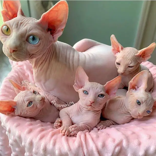 A Sphynx Cat mom sitting on her bed with her four kittens