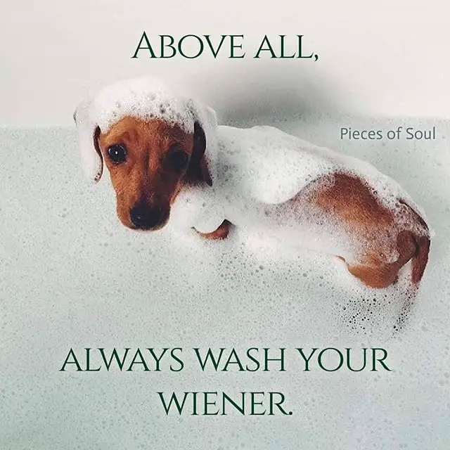 A Dachshund standing in the bathtub with bubbles photo and with text - Above all, pieces of soul, always wash your weiner.