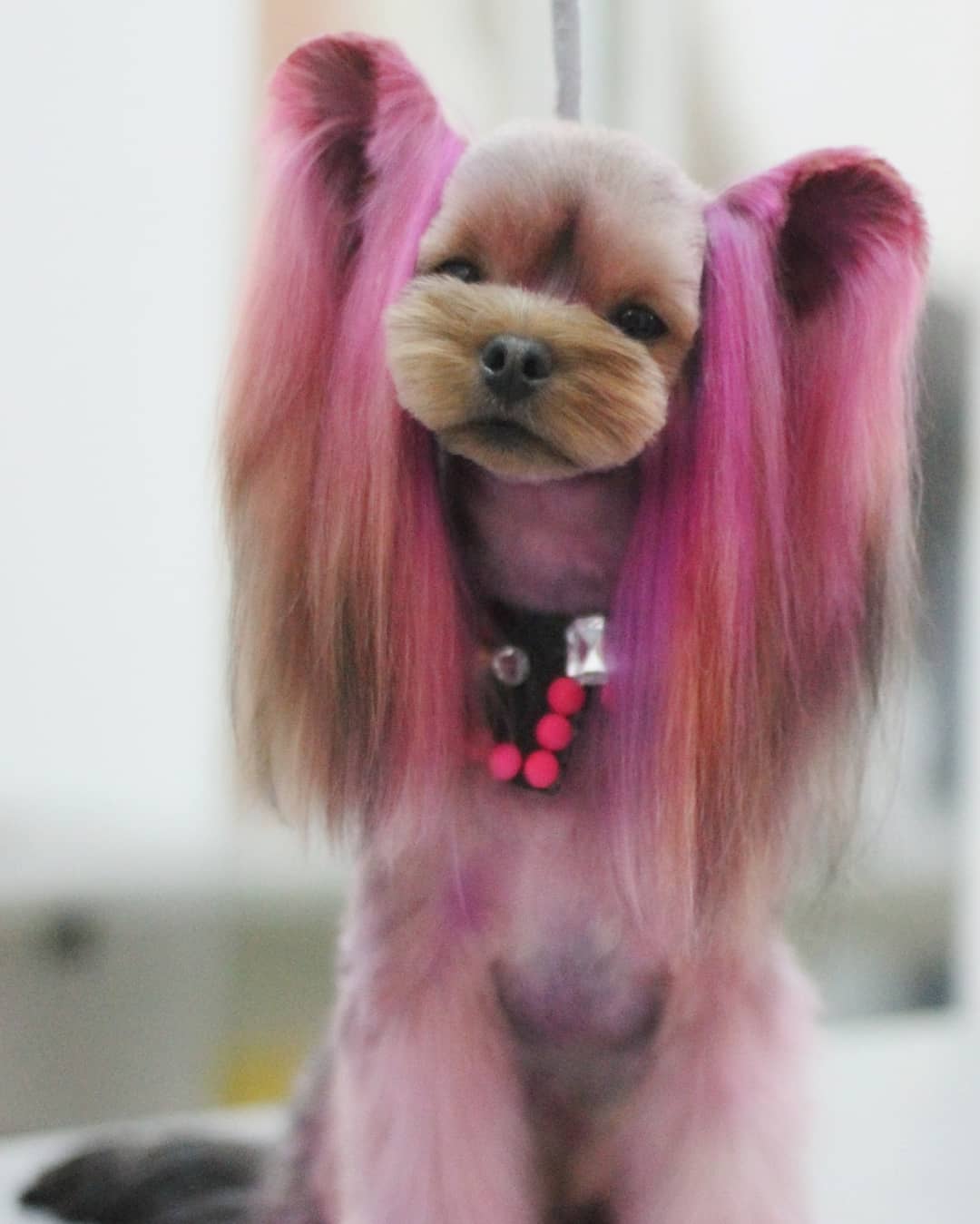 Yorkshire Terrier with its hair dyed in pink color