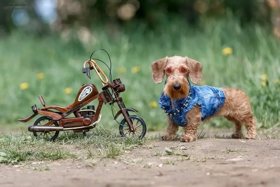 A Dachshund wearing a denime jacket while standing in the yard next to a small motorcycle
