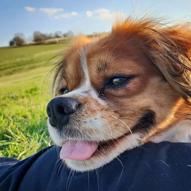 Cavalier King Charles Spaniel face on the legs of a person in the field of green grass