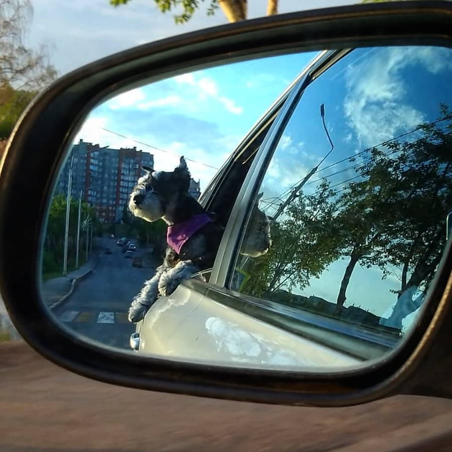 reflection in the sidemirror of a Schnauzer with its upper body out from the car window