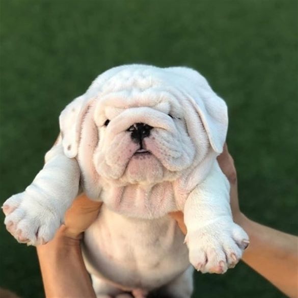 white English Bulldog puppy being held by a woman