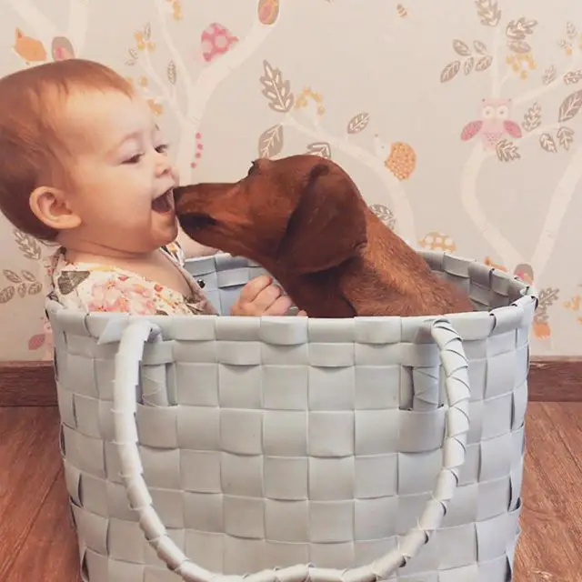 A Dachshund kissing the mouth of a kid while inside the basket
