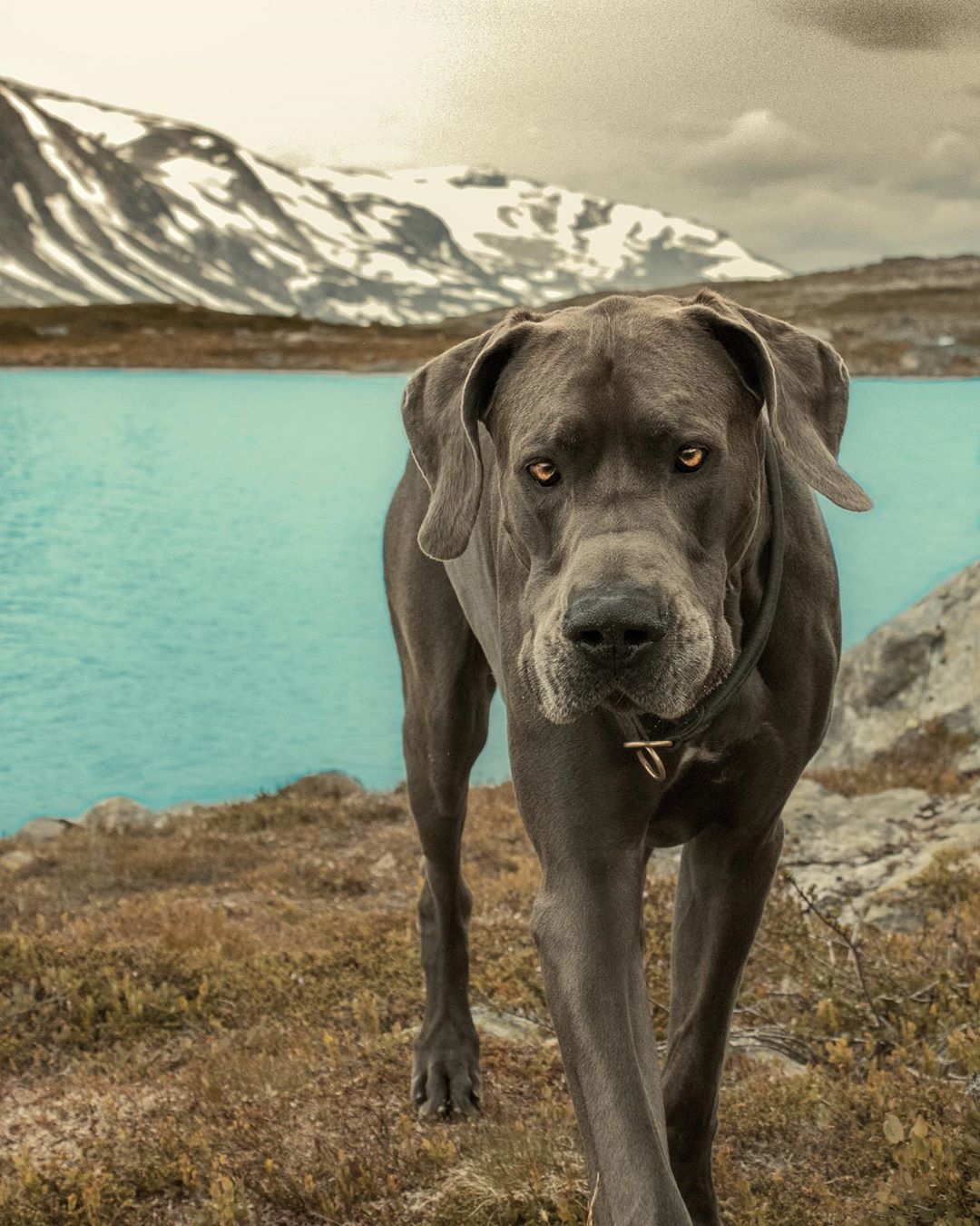 A gray Great Dane standing by the lake