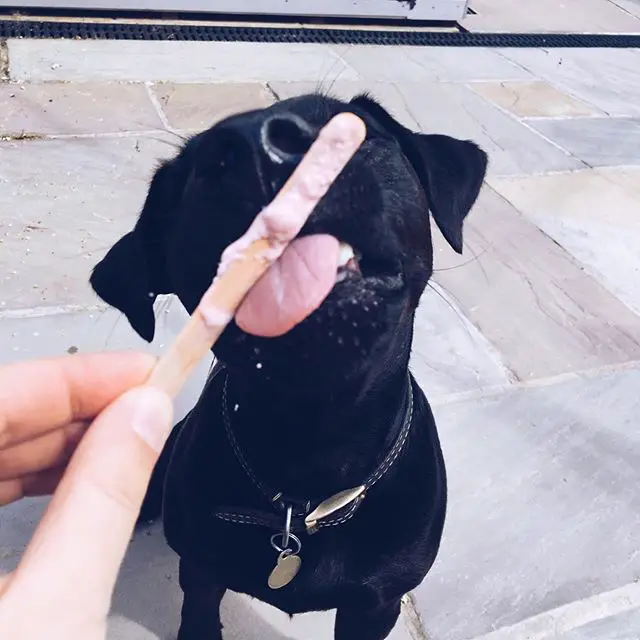 black Jagdterrier sitting on the floor while licking an ice cream stick