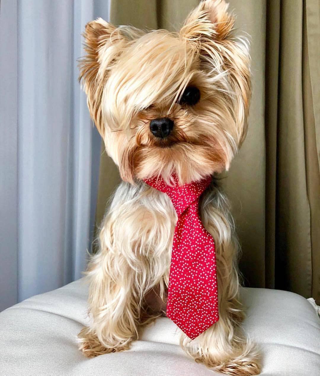 Yorkshire Terrier with a side bangs and wearing a necktie sitting on top of its bed