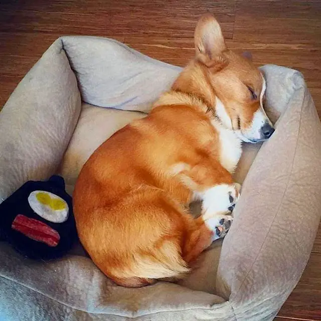 A Corgi sleeping on its bed on the floor