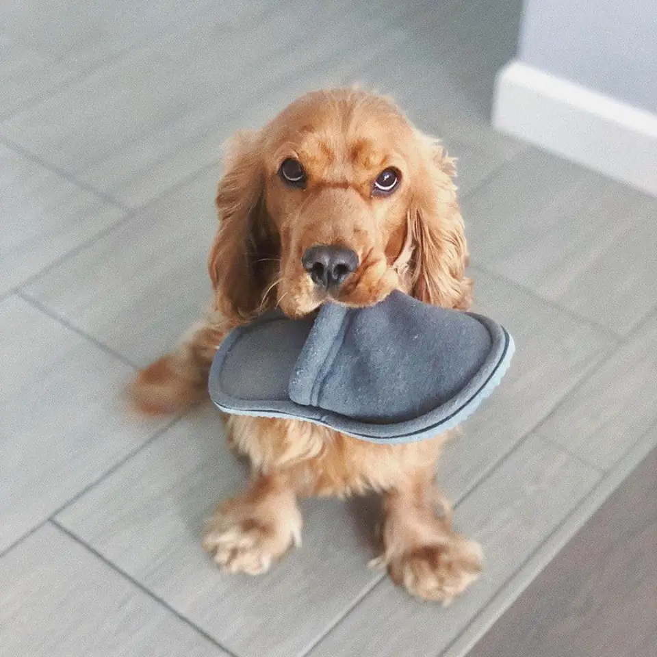 Cocker Spaniel sitting on the floor with a slipper in its mouth