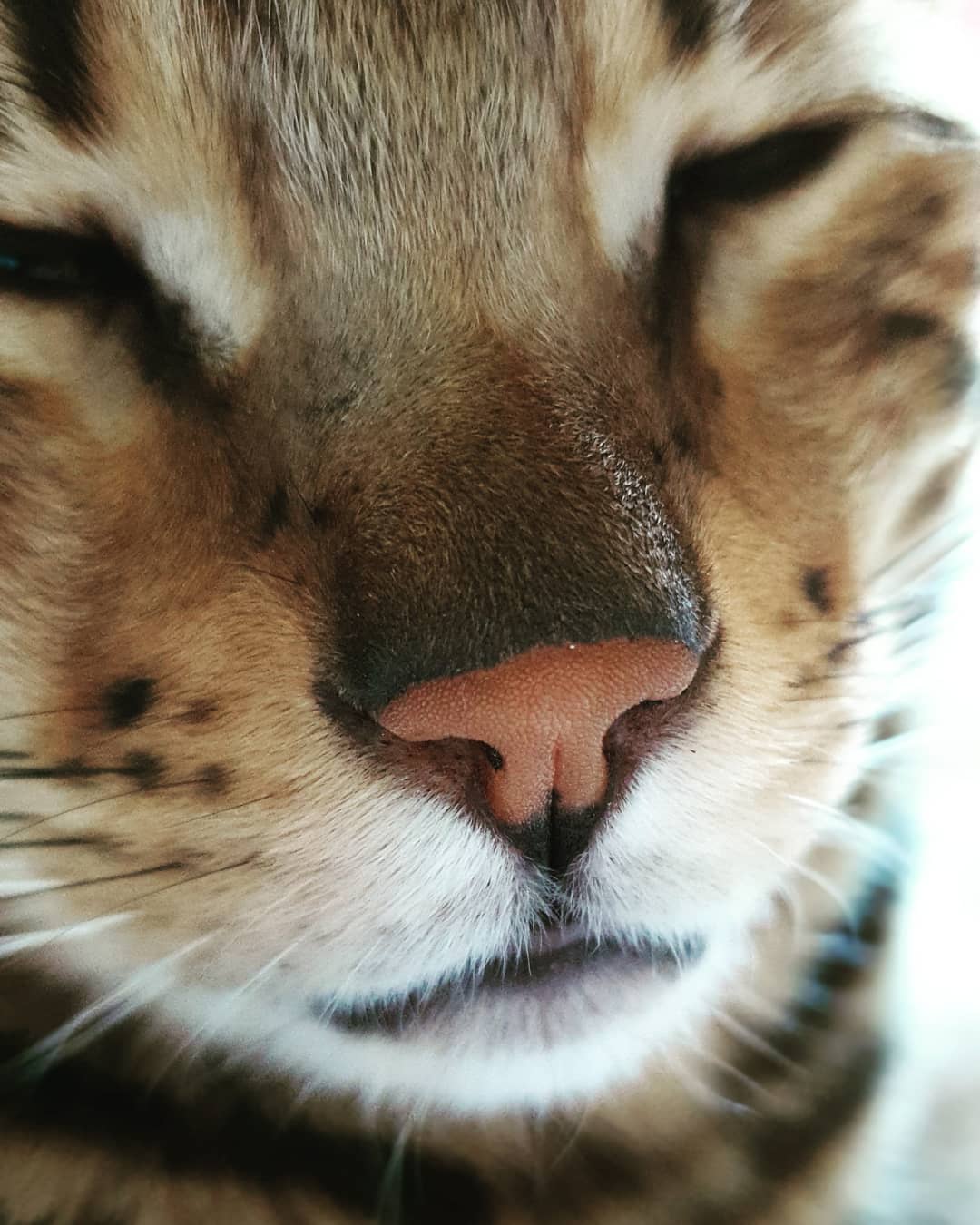 close up adorable sleeping face of a Bengal Cat