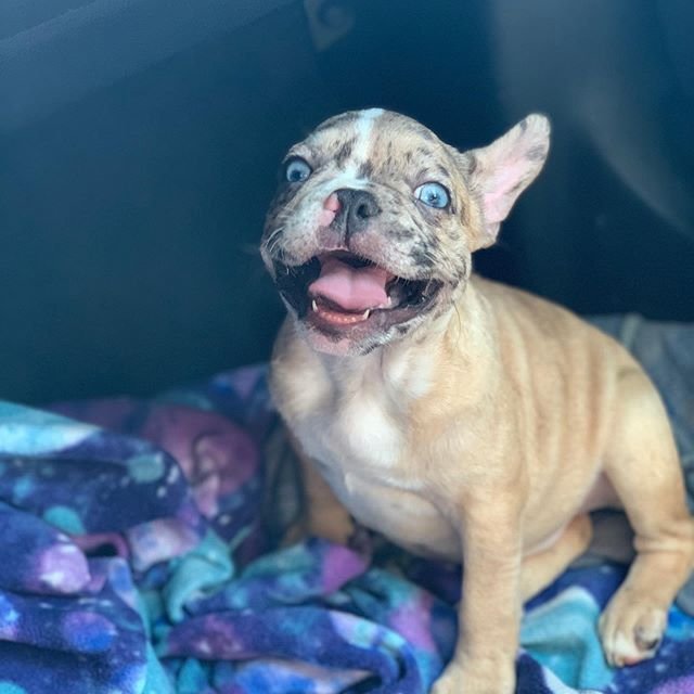 smiling french bulldog with blue eyes