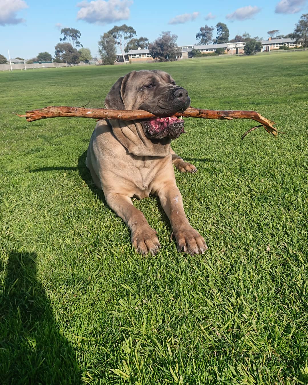 A Neapolitan Mastif lying on the grass with a stick in its mouth