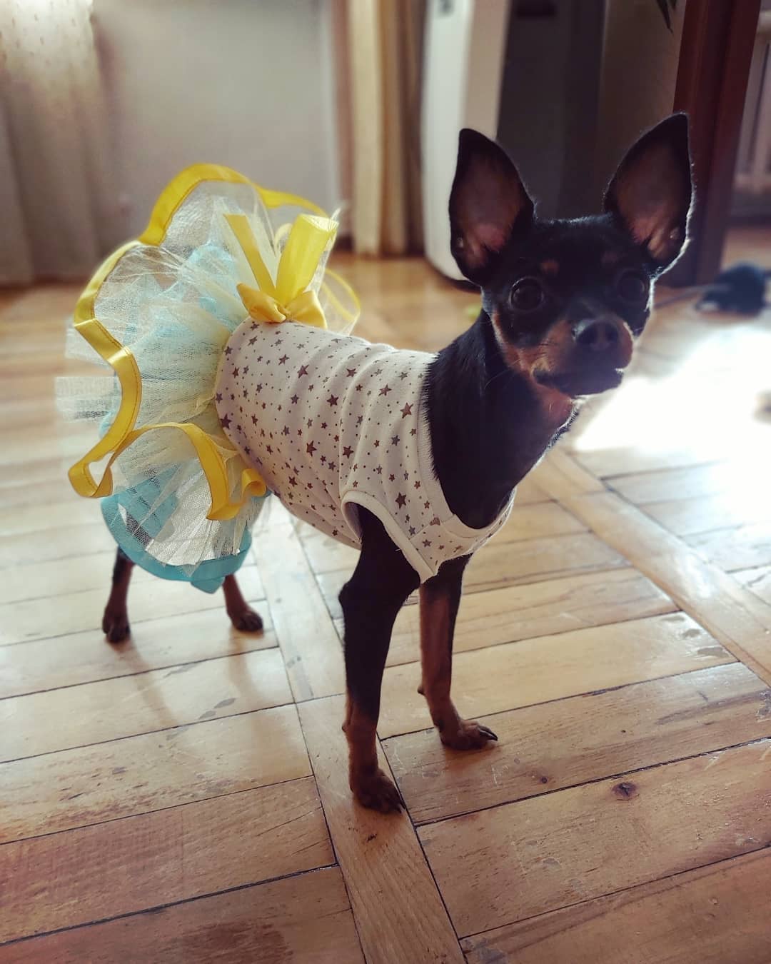 A Toy Fox Terrier wearing a cute dress with tutu skirt while standing on the wooden floor