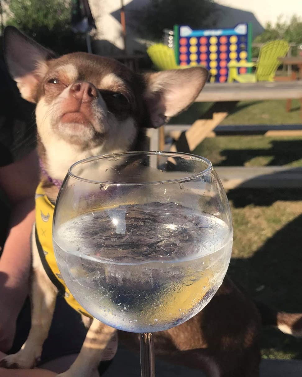 A Chihuahua behind the glass of water in the garden under the sun