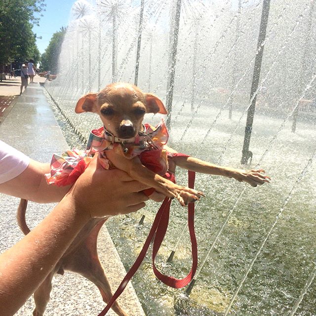 A person holding a Toy Fox Terrier next to the sprinkling water at the park