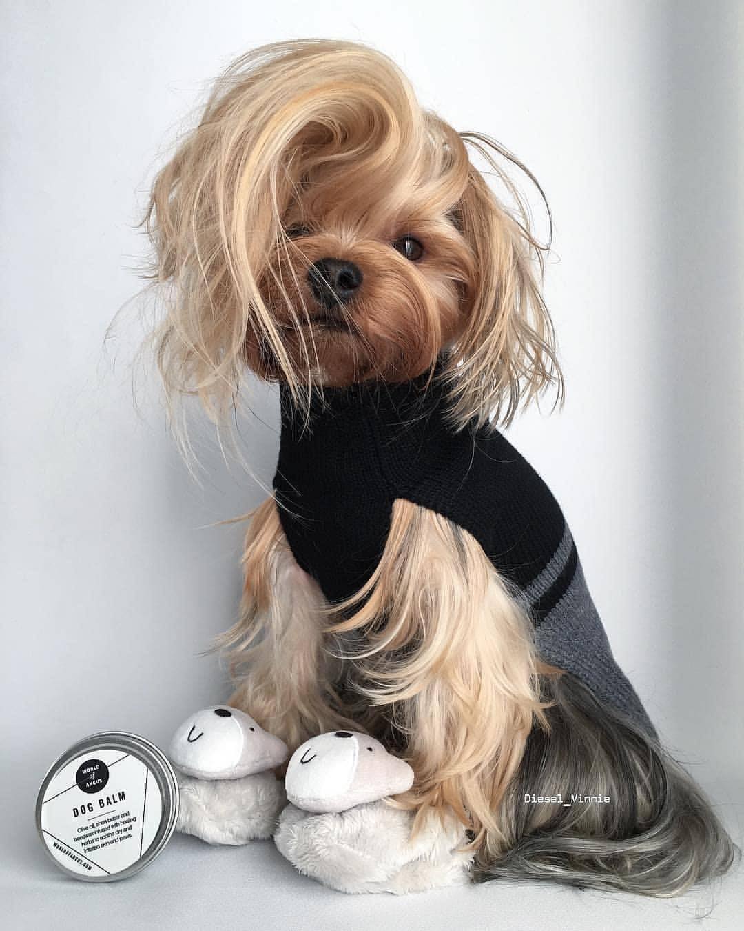 Yorkshire Terrier with long silky bangs