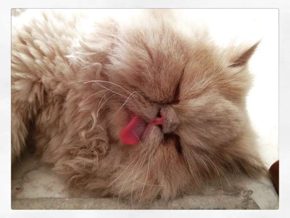 A Persian Cat sleeping on the bed its tongue out