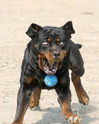 A Rottweiler running on the pavement while catching the ball with its funny face