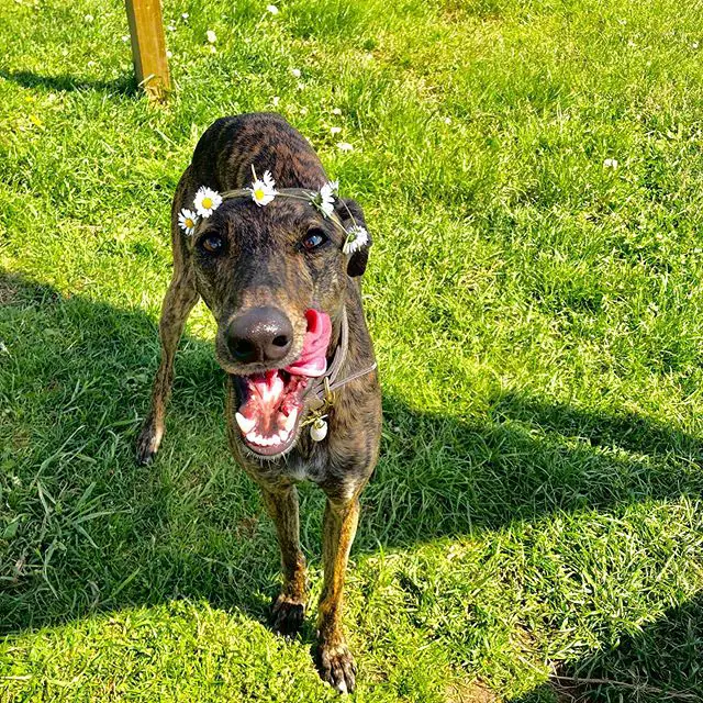 A Greyhound walking in the grass while wearing a floral crown