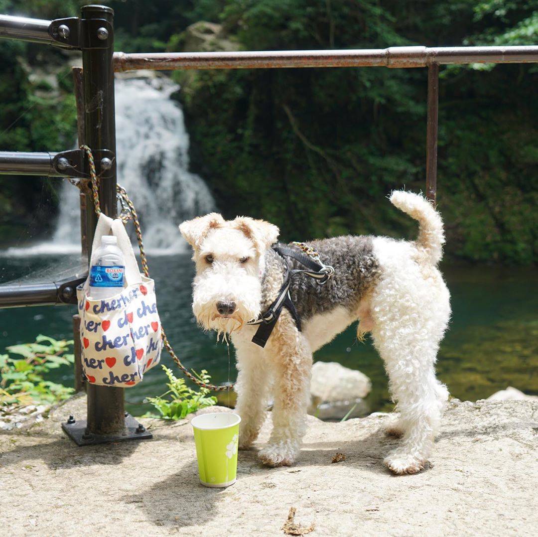A Fox Terrier standing by the railings at the falls
