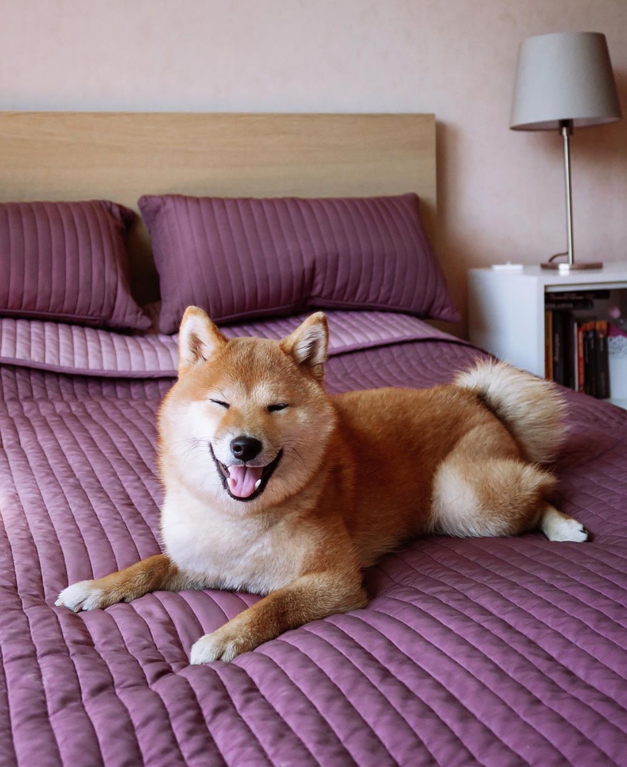 Shiba Inu lying on top of the purple bed while smiling