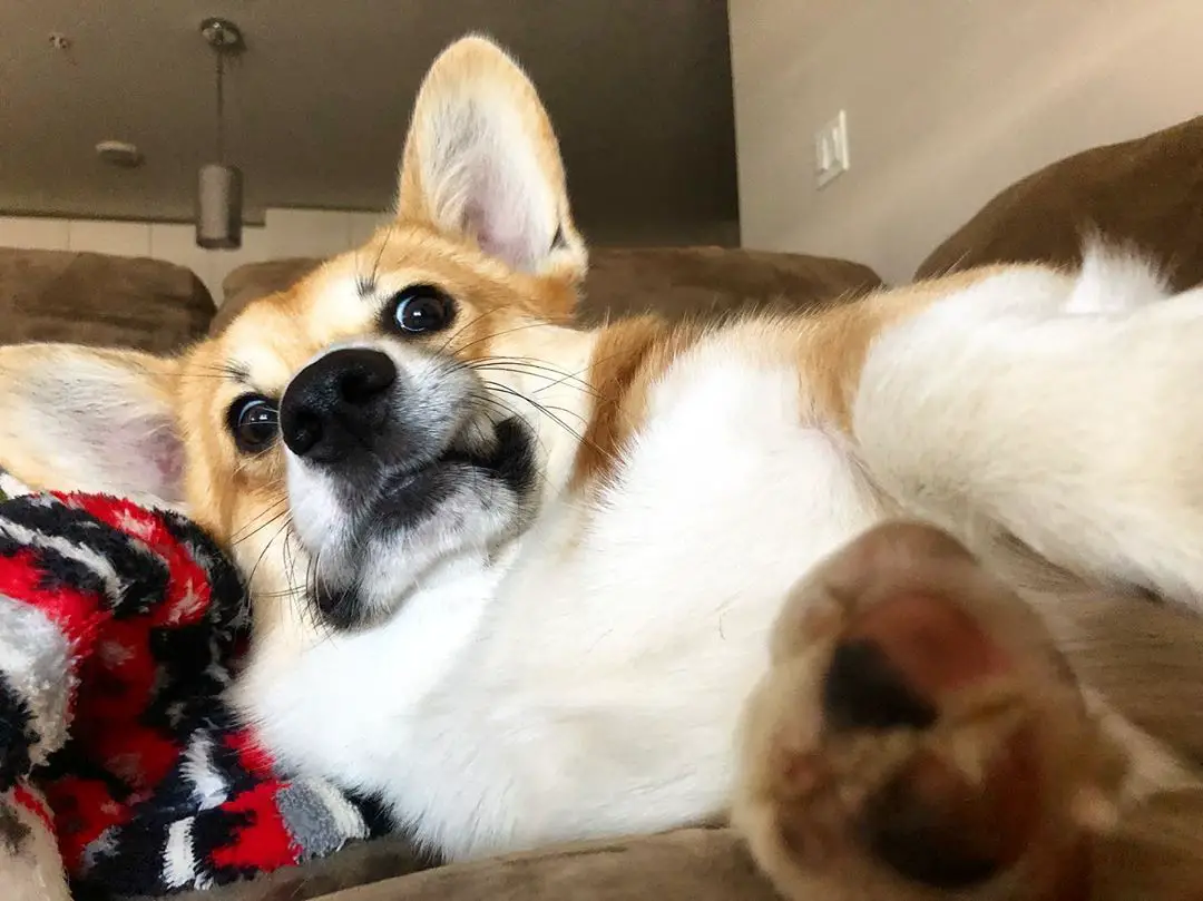 A Corgi lying on the couch with its surprised face