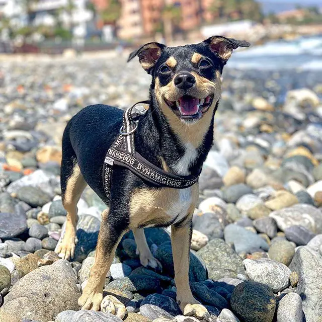 a happy Jagdterrier standing on the rocks