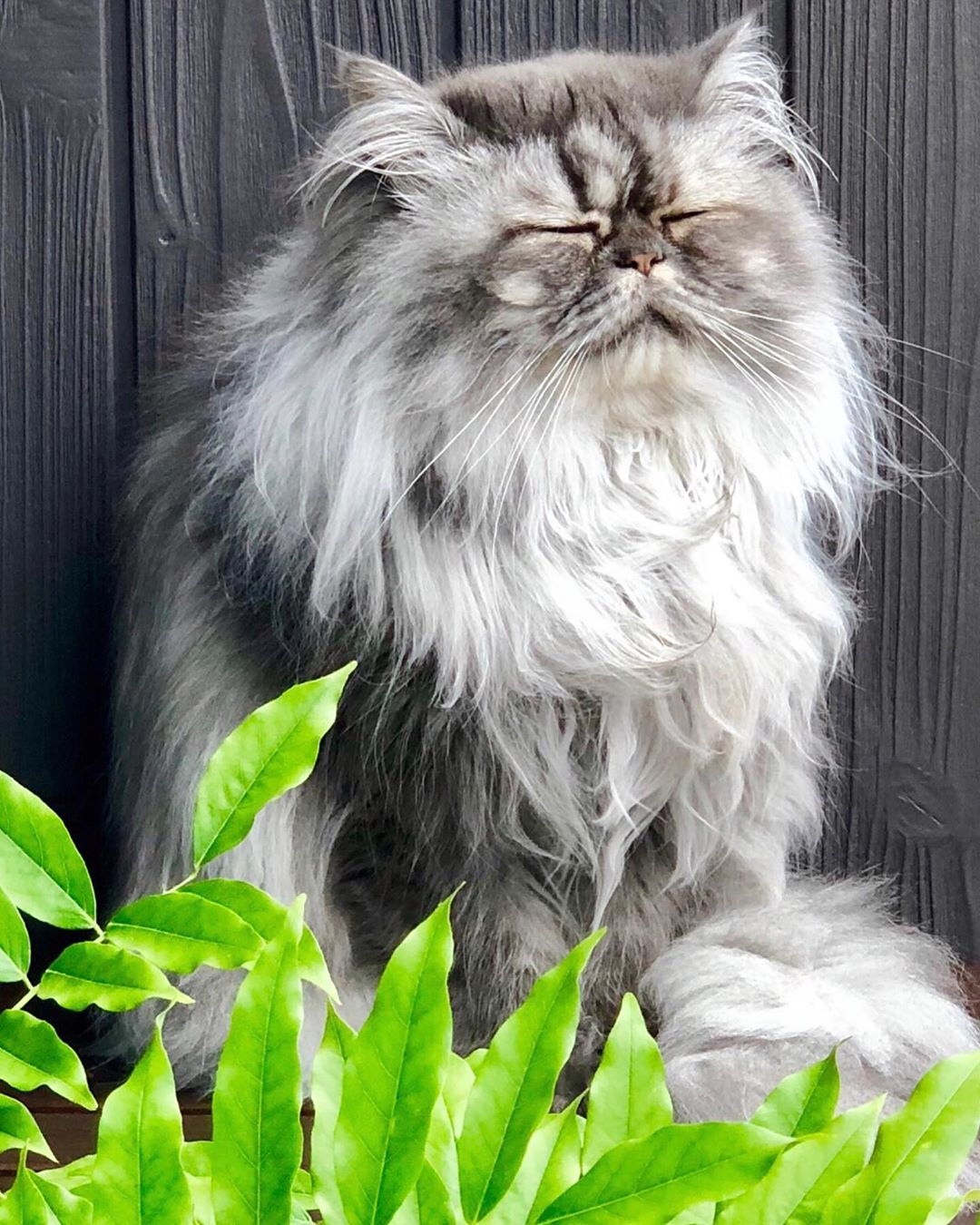 Persian Cat sitting in the garden while closing its eyes