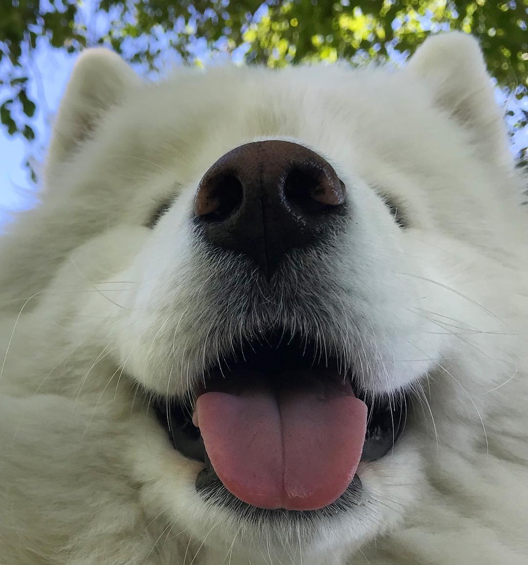 close up photo of a smiling Samoyed dog
