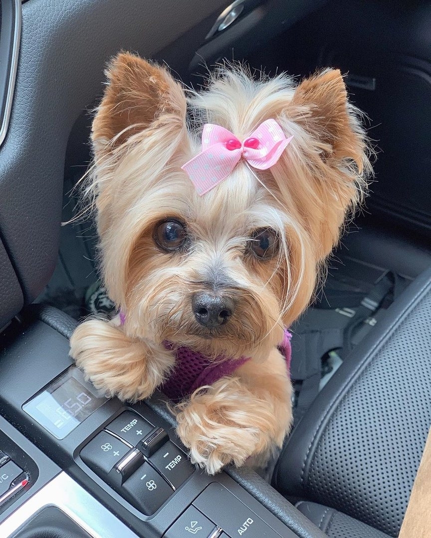 A Yorkshire Terrier puppy wearing a purple harness and a pink ribbon tie on top of her head while standing next to the control lever inside the car