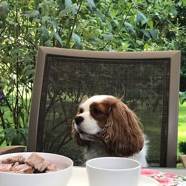 Cavalier King Charles Spaniel sitting on the chair across the table with food in front of him